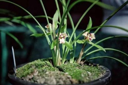 羊糞養(yǎng)蘭花多久施肥一次