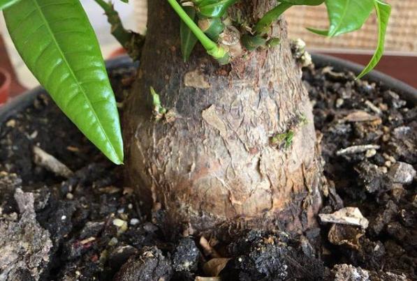 種花為什么選擇養糞作為肥料