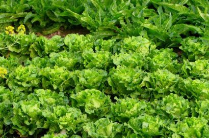 羊糞適合什么作物使用？