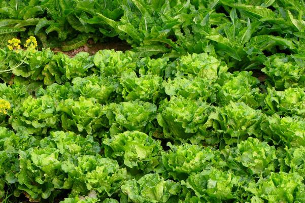 羊糞適合什么作物使用