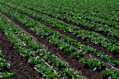 羊糞種菜好嗎？會不會燒根？