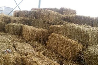 秸稈資源豐富，如何利用？