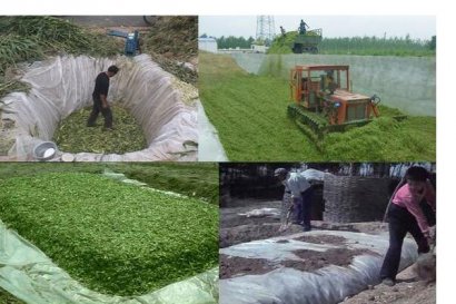 玉米秸稈作為沼氣池發(fā)酵原料注意事項(xiàng)？