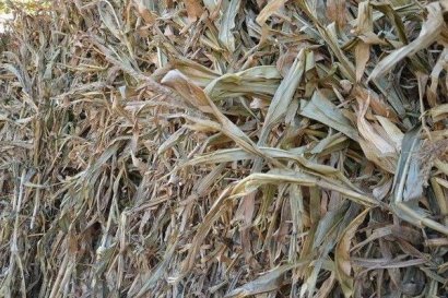 如何進(jìn)行玉米秸稈沼氣發(fā)酵原料預(yù)處理？