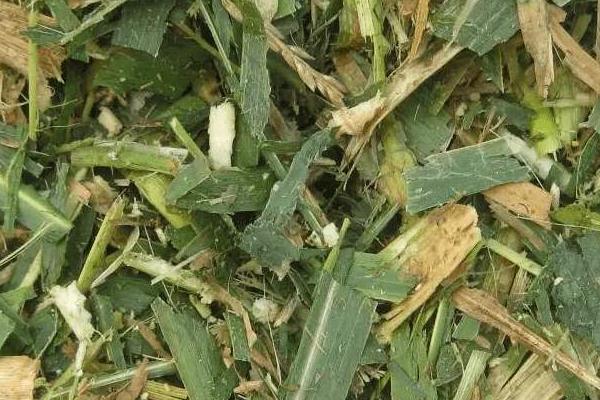 秸稈飼料喂養(yǎng)動(dòng)物有哪些好處