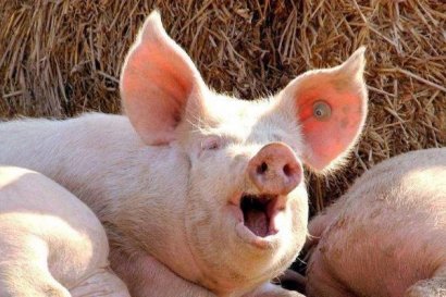 發酵后的秸稈飼料可以養豬嗎？