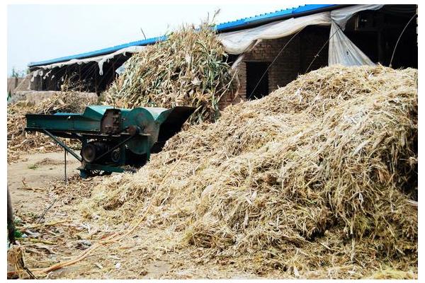 怎么制作優(yōu)質(zhì)秸稈飼料