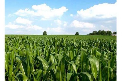 玉米秸稈青貯飼料怎么加工？