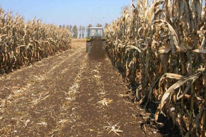 玉米秸稈做飼料有哪幾種方法？