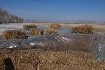 玉米秸稈氨化飼料怎么加工？