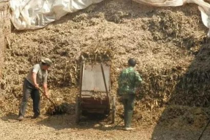 玉米秸稈酸貯飼料怎么加工？