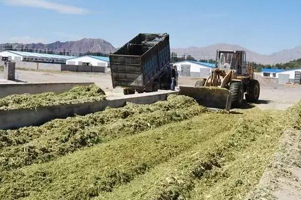 玉米秸稈發酵需要注意什么