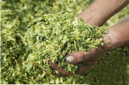 青貯發酵的玉米秸稈可以喂養兔子嗎？