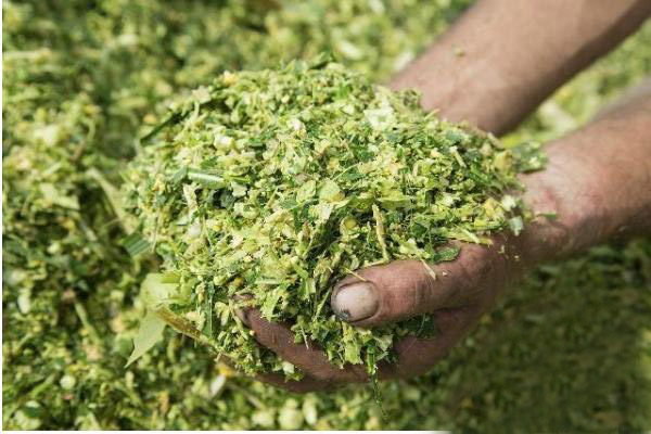 青貯發酵的玉米秸稈可以喂養兔子嗎