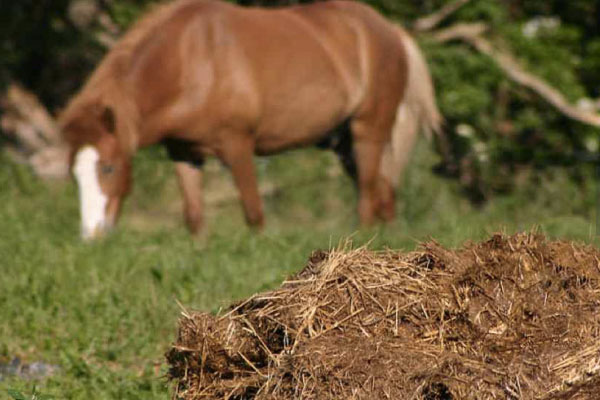牛糞有機(jī)肥如何使用？