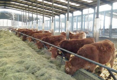 牛糞有機肥如何使用？