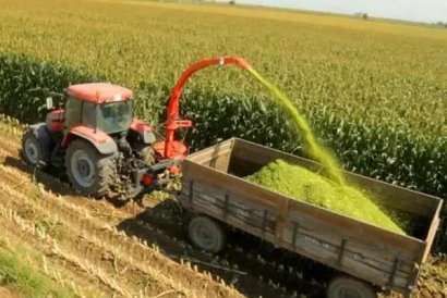 青貯玉米秸稈喂牛需要注意什么？