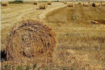 小麥秸稈的處理方法都有哪些？