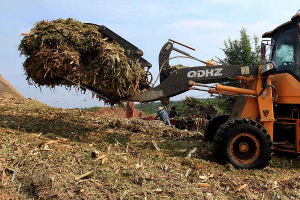 小麥秸稈可以發酵做飼料嗎