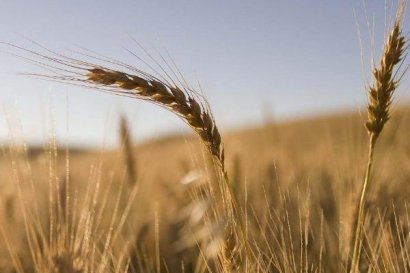 小麥秸稈發酵成有機肥的方法？