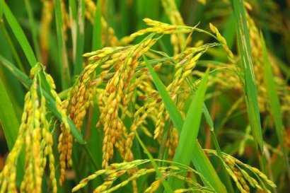 水稻秸稈能用來做什么？