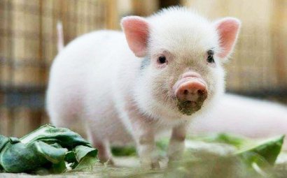 豬糞發(fā)酵制作有機肥的主要途徑