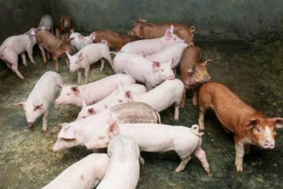 豬糞發(fā)酵制作有機肥有幾種方法