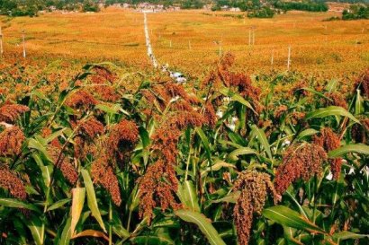高梁秸稈可以做飼料嗎