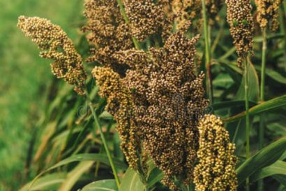 高梁秸稈可以直接還田嗎