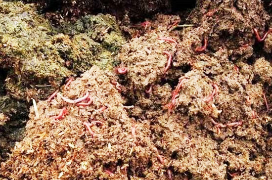 豬糞快速腐熟發酵技術具體流程