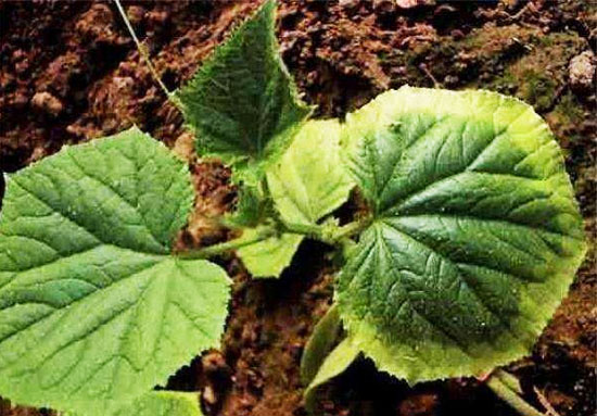 豬糞快速腐熟發酵技術具體流程