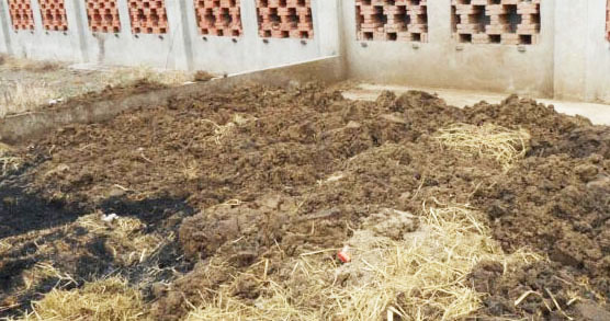 發酵豬糞的簡單方法，需要使用哪種發酵劑？