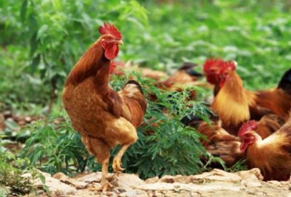 雞糞發(fā)酵有機肥的制作方法