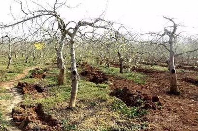 豬糞發酵有機肥的制作方法