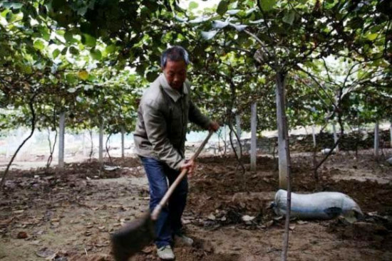 豬糞發(fā)酵有機(jī)肥的制作方法