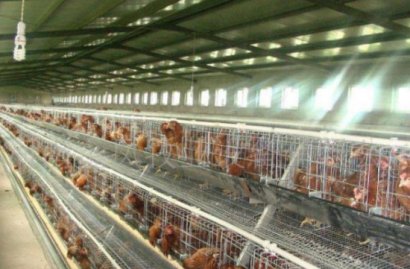 在雞糞堆肥發(fā)酵制作有機肥過程中如何提高發(fā)酵