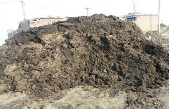 怎樣處理雞糞才能做肥料使用