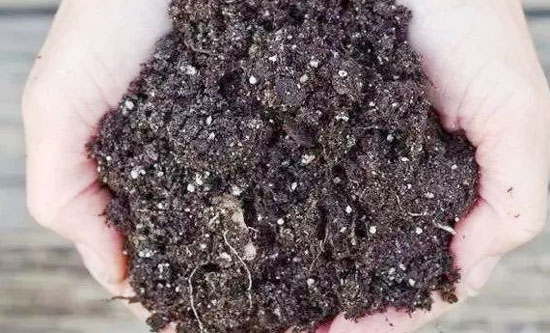 怎樣處理雞糞才能做肥料使用