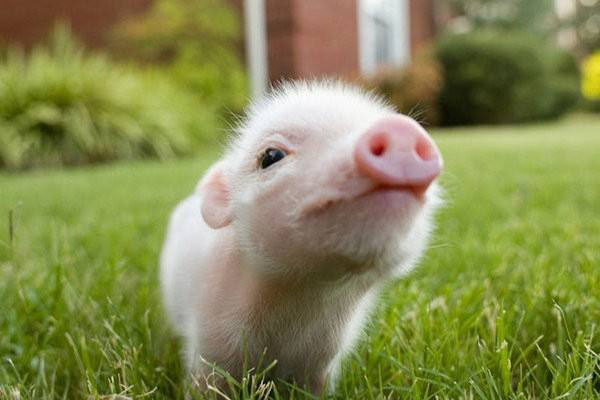 發酵豬糞做有機肥料需要怎樣處理