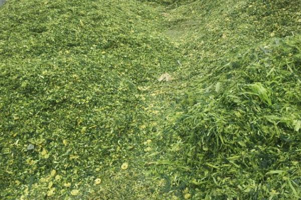 秸稈發(fā)酵喂牛與不發(fā)酵的區(qū)別