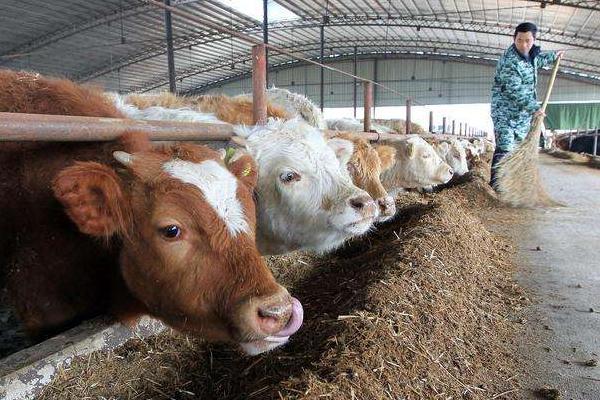 秸稈發(fā)酵喂牛與不發(fā)酵的區(qū)別