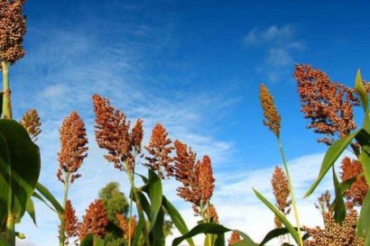 高粱秸稈發(fā)酵步驟