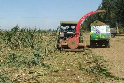 高粱秸稈的利用價值