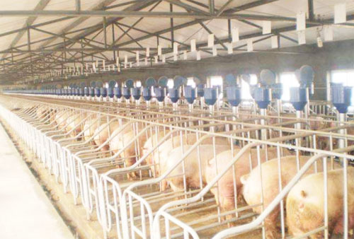 自然發酵豬糞生產有機肥需要多長時間？