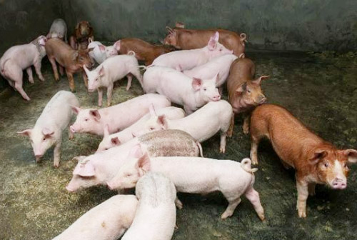 自然發酵豬糞生產有機肥需要多長時間？