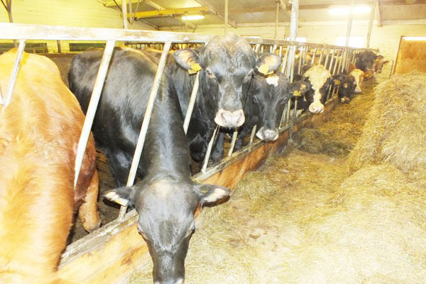 自然發酵牛糞生產有機肥需要多長時間？