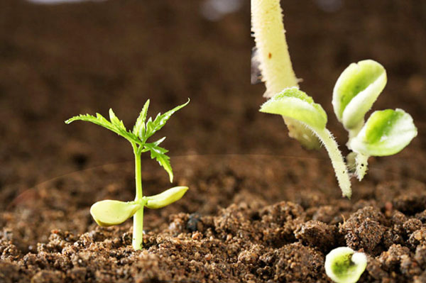 自然發酵牛糞生產有機肥需要多長時間？