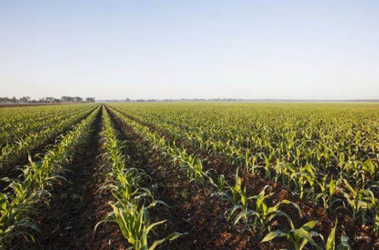 牛糞發酵做底肥的優勢與隱患