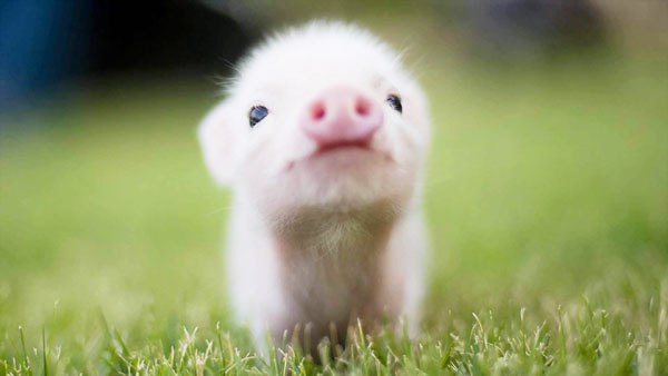 豬糞發酵有機肥的過程與方法