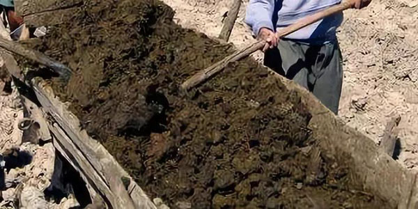 豬糞發酵有機肥的過程與方法